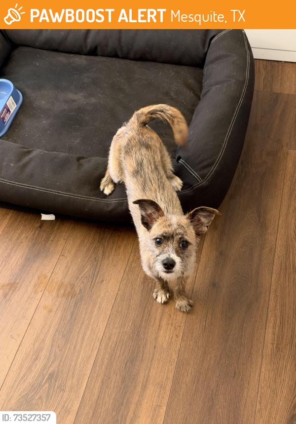 Found/Stray Male Dog last seen Oates mesquite tx, Mesquite, TX 75150