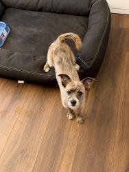 Found/Stray Male Dog last seen Oates mesquite tx, Mesquite, TX 75150