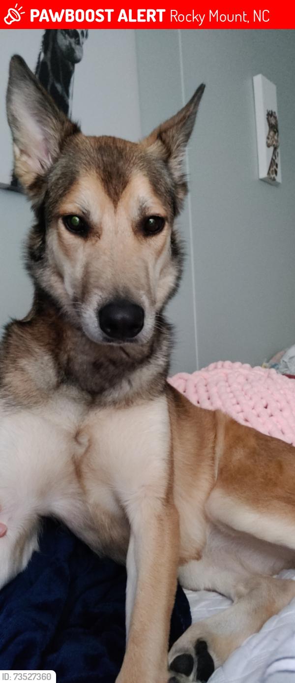 Lost Female Dog last seen Sunset Park, Rocky Mount, NC 27804