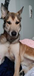 Lost Female Dog last seen Sunset Park, Rocky Mount, NC 27804
