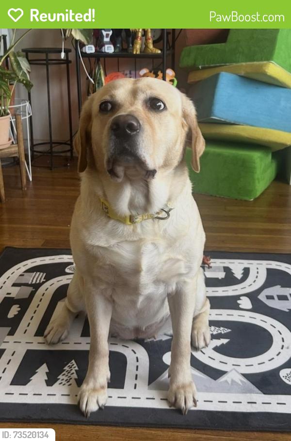 Reunited Female Dog last seen Mlk ave se, Washington, DC 20020