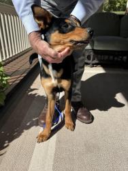 Reunited Male Dog last seen Mountain Laurel, Chapel Hill, NC 27517