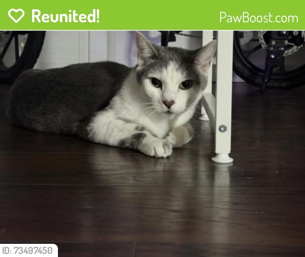 Reunited Male Cat last seen Jefferson and Magnolia, Riverside, CA 92504