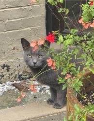 Found/Stray Unknown Cat last seen Georgia Ave Metro, Washington, DC 20010