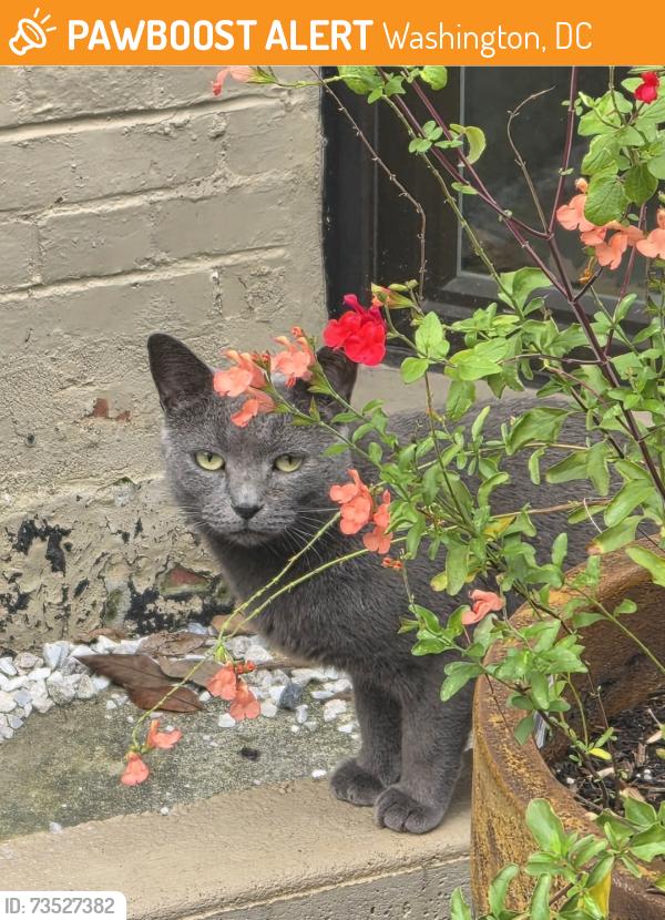 Found/Stray Unknown Cat last seen Georgia Ave Metro, Washington, DC 20010