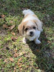 Found/Stray Female Dog last seen NE 41st Terrace, Anthony, FL 32617