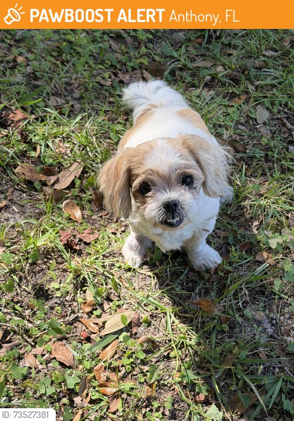 Found/Stray Female Dog last seen NE 41st Terrace, Anthony, FL 32617