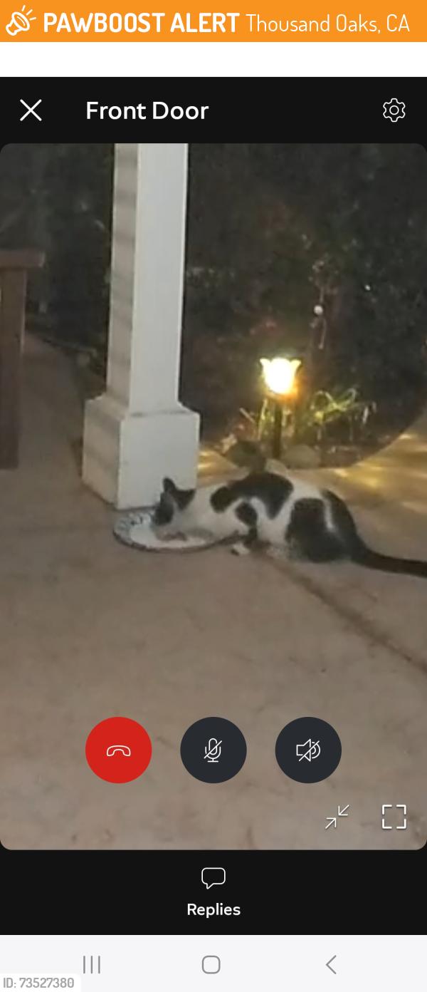 Found/Stray Unknown Cat last seen Agoura Rd and Lakeview Canyon Rd, Thousand Oaks, CA 91361