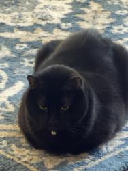 Lost Male Cat last seen Turner Rd, Norfolk, VA 23518