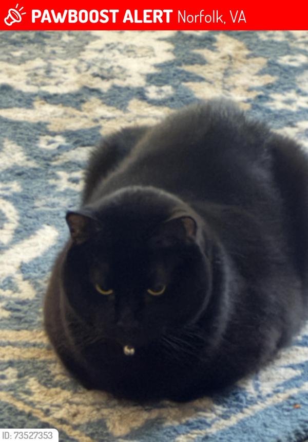 Lost Male Cat last seen Turner Rd, Norfolk, VA 23518