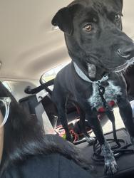 Reunited Male Dog last seen La dirección marcada, Ennis, TX 75119