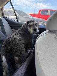 Found/Stray Female Dog last seen Crossing Little road near the Cheddars, Arlington, TX 76016