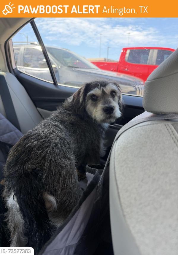 Found/Stray Female Dog last seen Crossing Little road near the Cheddars, Arlington, TX 76016