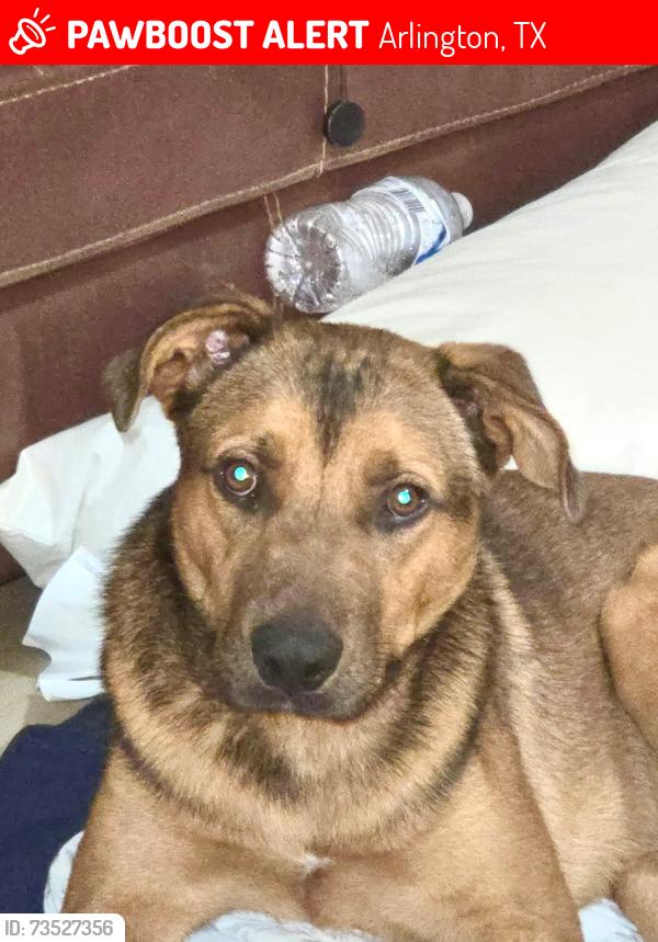Lost Male Dog last seen Park Row & Cooper St., Arlington, TX 76013