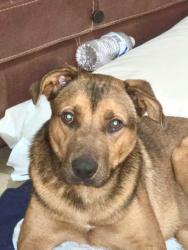 Lost Male Dog last seen Park Row & Cooper St., Arlington, TX 76013