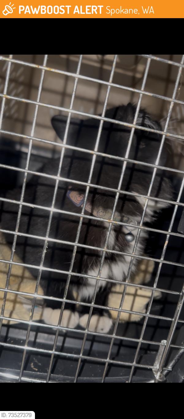 Found/Stray Unknown Cat last seen Hilby station apmts, Spokane, WA 99223