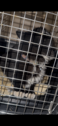 Found/Stray Unknown Cat last seen Hilby station apmts, Spokane, WA 99223