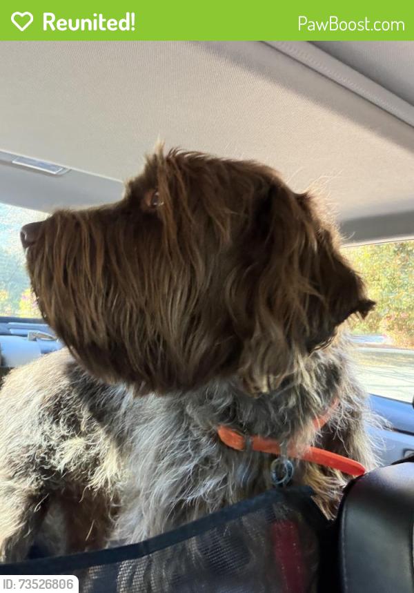 Reunited Male Dog last seen Chestnut Lake and Woodlawn. Near Dickerson middle, Cobb County, GA 30068