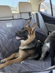 Found/Stray Female Dog last seen Little road, Arlington, TX 76016