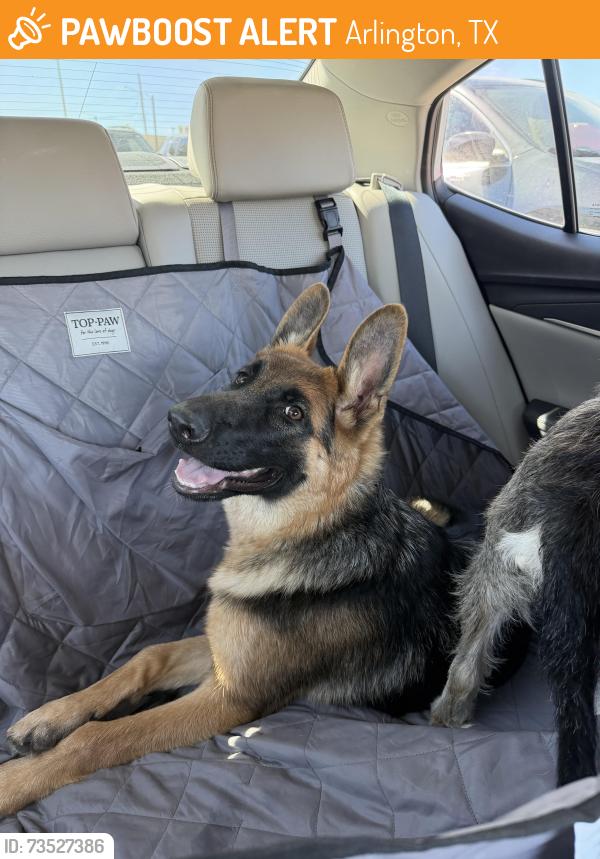 Found/Stray Female Dog last seen Little road, Arlington, TX 76016