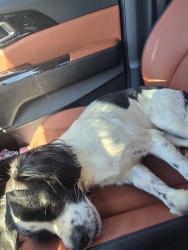 Reunited Male Dog last seen Near 1343 Gresham Rd NE, Marietta, GA 30062, Marietta, GA 30062