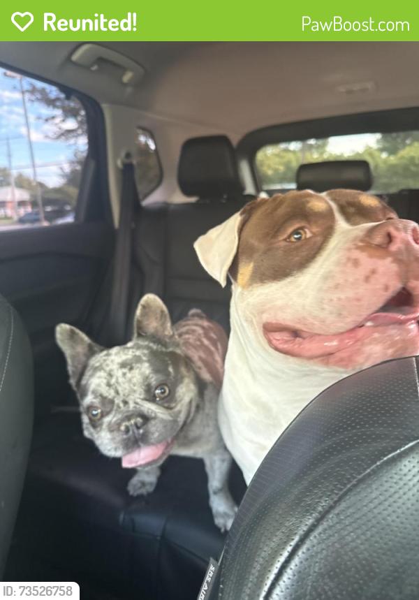 Reunited Male Dog last seen 21st and Tyler, Wichita, KS 67205