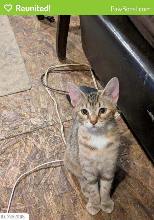 Reunited Female Cat last seen Old state rt 32 Summitt rd, Batavia, OH 45103