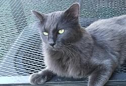 Lost Unknown Cat last seen Georgian drive, Jennifer lane, Austin, TX 78753