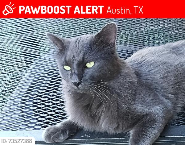Lost Unknown Cat last seen Georgian drive, Jennifer lane, Austin, TX 78753