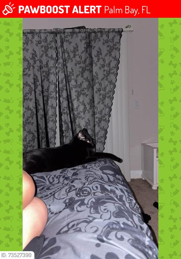 Lost Male Cat last seen Palm Bay Road, Palm Bay, FL 32905