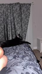 Lost Male Cat last seen Palm Bay Road, Palm Bay, FL 32905