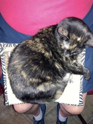 Lost Female Cat last seen Moss Street/Volley Beach, Lafayette, LA 70507