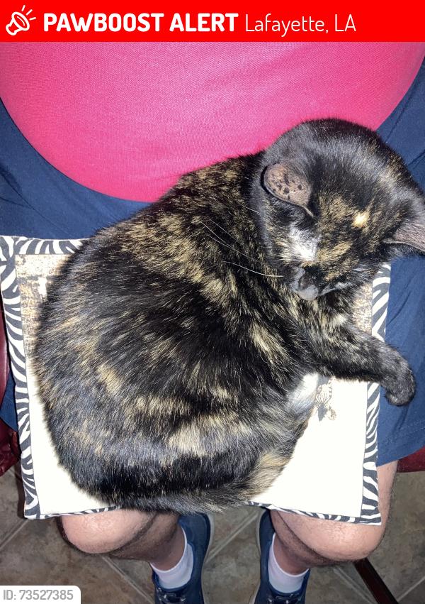 Lost Female Cat last seen Moss Street/Volley Beach, Lafayette, LA 70507