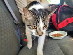 Found/Stray Male Cat last seen 89th Ave Ne, Blaine, MN 55434