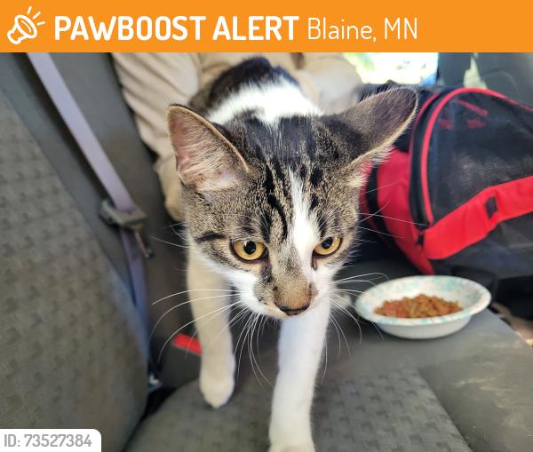 Found/Stray Male Cat last seen 89th Ave Ne, Blaine, MN 55434