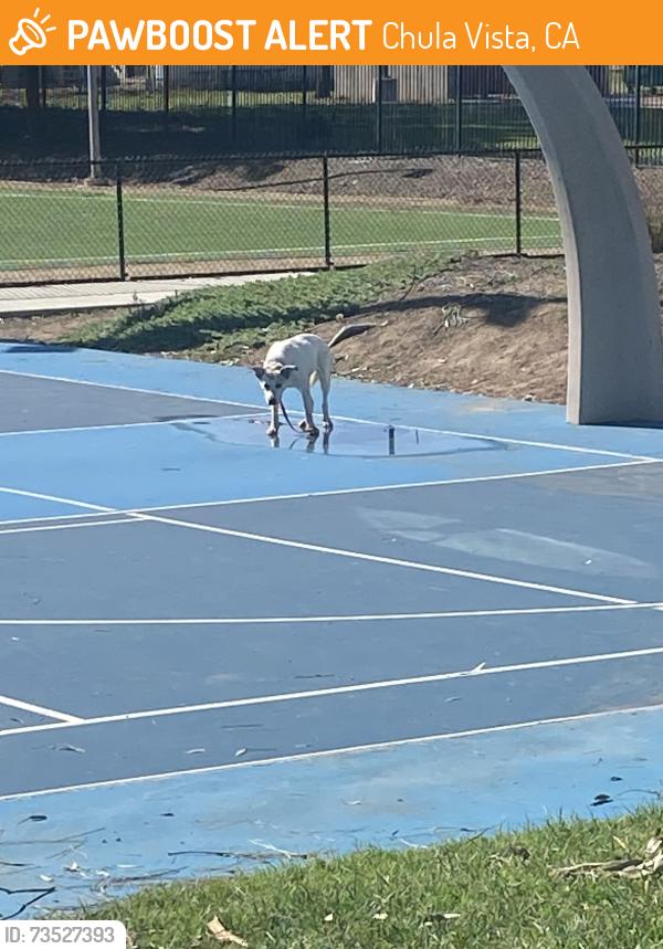 Found/Stray Unknown Dog last seen Lauderback park, Chula Vista, CA 91911