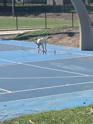 Found/Stray Unknown Dog last seen Lauderback park, Chula Vista, CA 91911