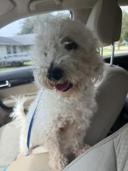 Reunited Male Dog last seen Lake Trudy Dr Saint Cloud, St. Cloud, FL 34769