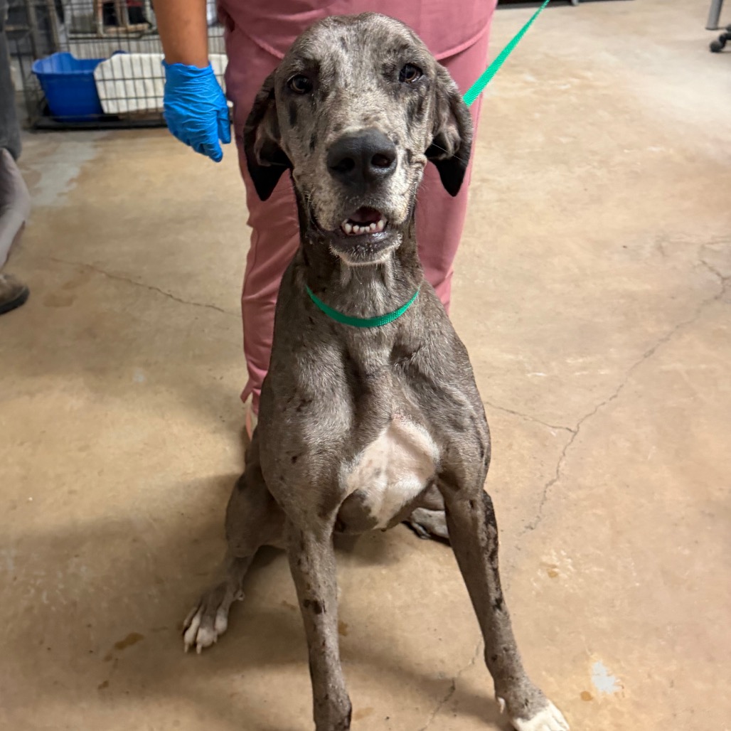 Shelter Stray Female Dog last seen , 2451 N Expressway 281, Edinburg, TX 78541, USA