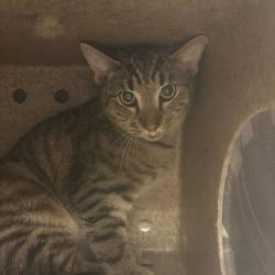 Shelter Stray Unknown Cat last seen , 14 Forever Friend Ln, Asheville, NC 28806, USA