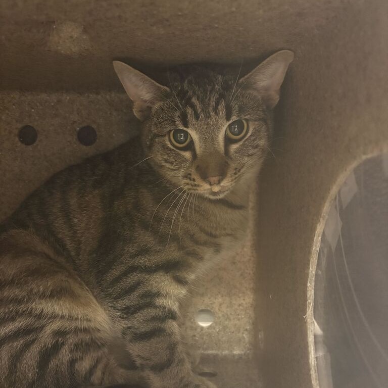 Shelter Stray Unknown Cat last seen , 14 Forever Friend Ln, Asheville, NC 28806, USA