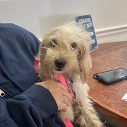 Shelter Stray Female Dog last seen , 4900 Milgen Rd, Columbus, GA 31907, USA
