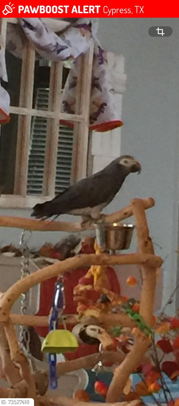 Lost Male Bird last seen Taylormont & Urbanna, Cypress, TX 77429