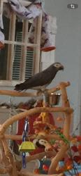 Lost Male Bird last seen Taylormont & Urbanna, Cypress, TX 77429