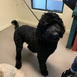 Shelter Stray Male Dog last seen , 361 S Raymond Ave, Pasadena, CA 91105, USA