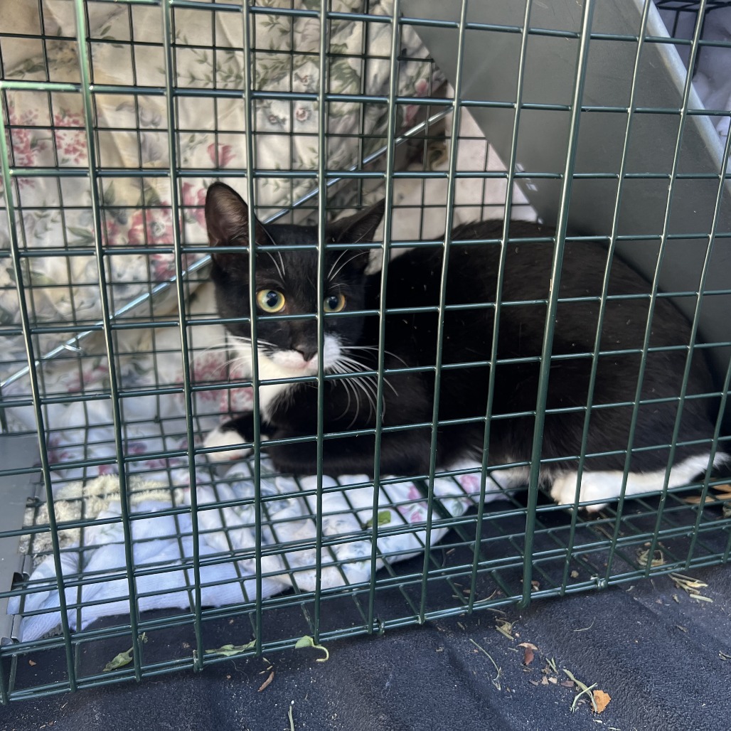 Shelter Stray Unknown Cat last seen , 980 Guilford College Rd, Greensboro, NC 27409, USA