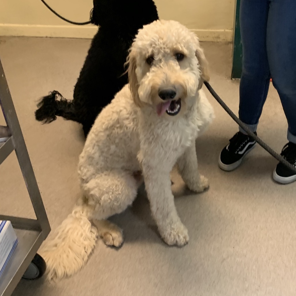 Shelter Stray Male Dog last seen , 361 S Raymond Ave, Pasadena, CA 91105, USA