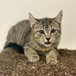 Shelter Stray Female Cat last seen , 244 Georgetown Rd, Jacksonville, NC 28540, USA