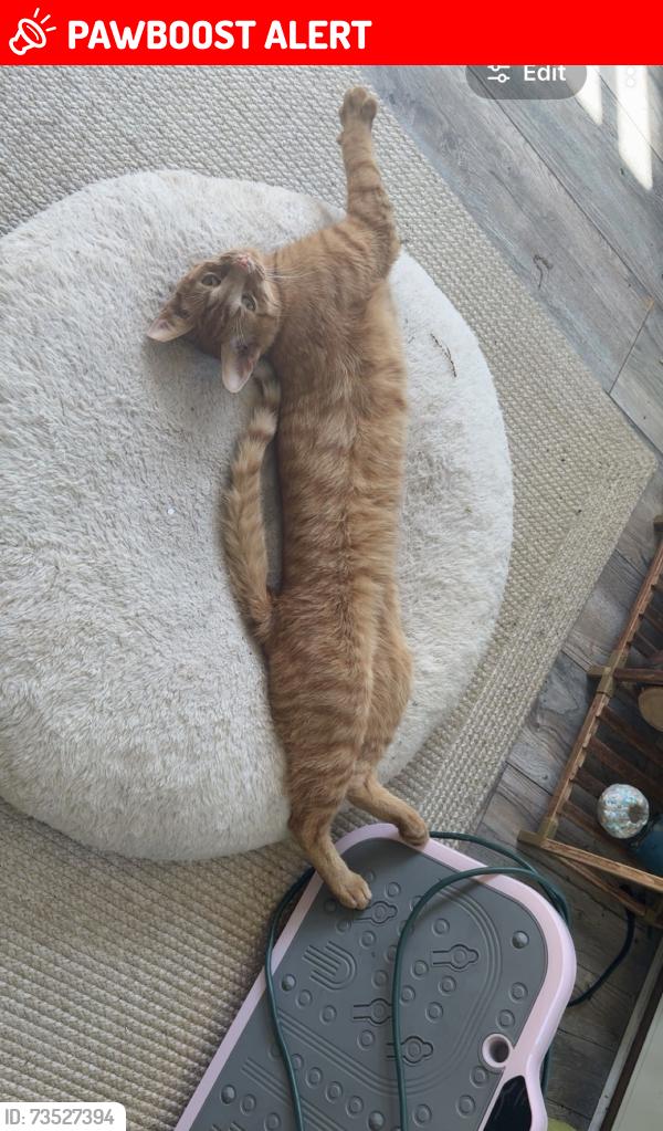 Lost Male Cat last seen Nature Center, Waterford Township, MI 48329