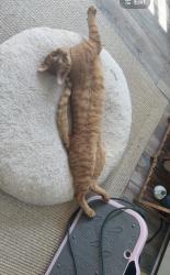 Lost Male Cat last seen Nature Center, Waterford Township, MI 48329